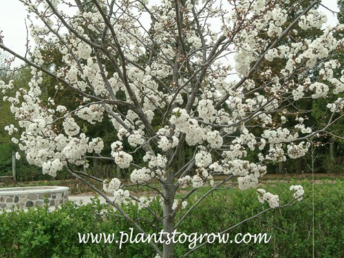 Prince Kay Plum (Prunus nigra)  
(April 23)